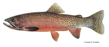 Load image into Gallery viewer, Cutthroat Trout Wood Inlay Ballpoint Pen Handmade